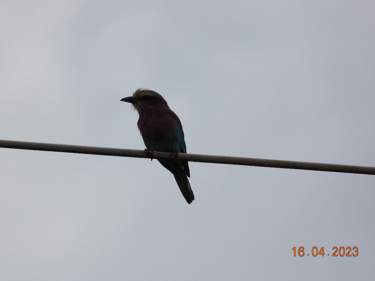 Lilac-breasted Roller - AC Verbeek