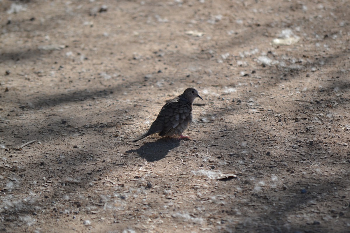 Inca Dove - ML56107031