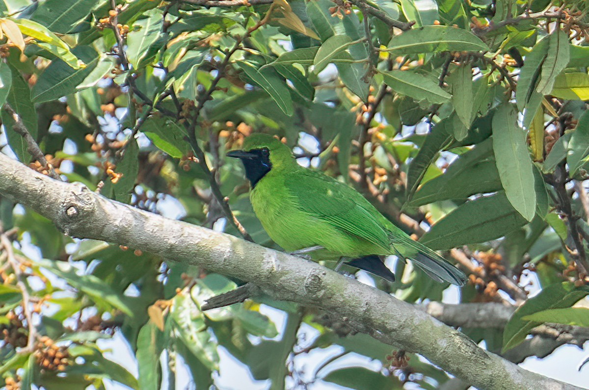 Blaubart-Blattvogel - ML561071061