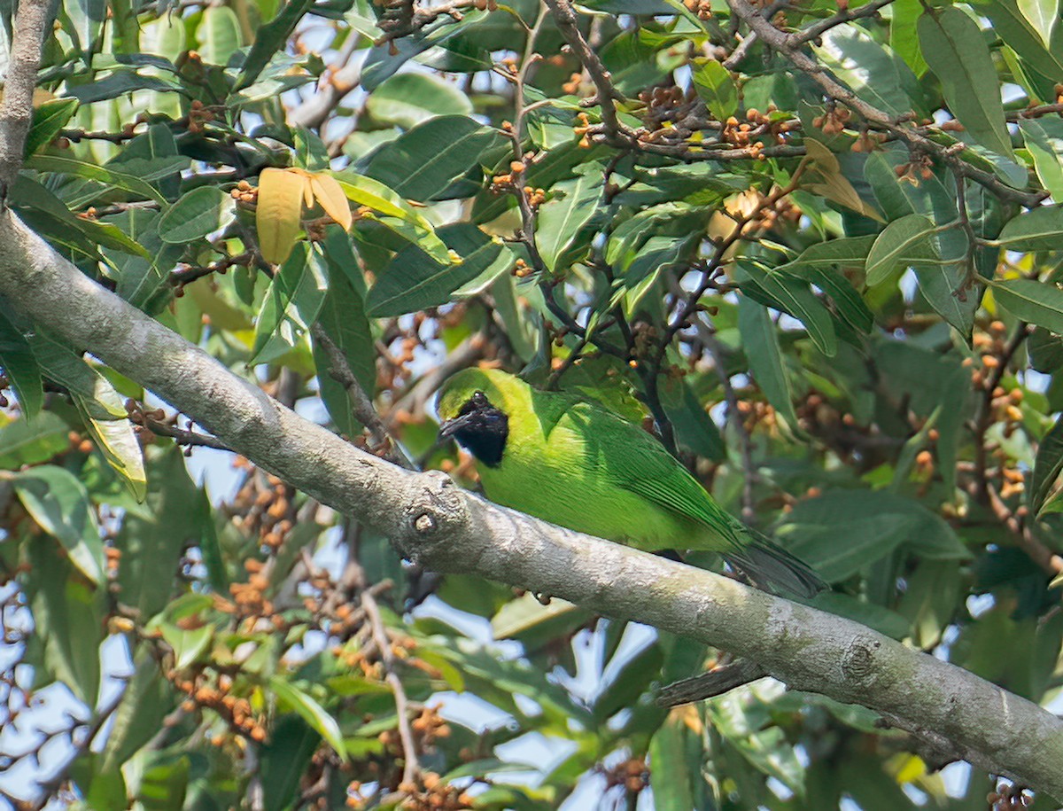 Blaubart-Blattvogel - ML561071071