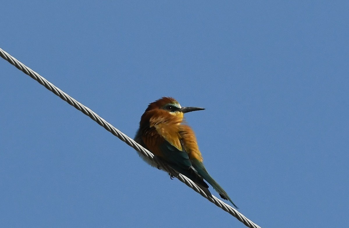 European Bee-eater - ML561071511
