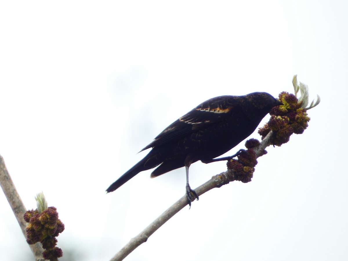 Red-winged Blackbird - ML561073431