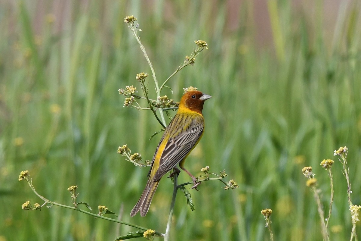 Red-headed Bunting - ML561073631