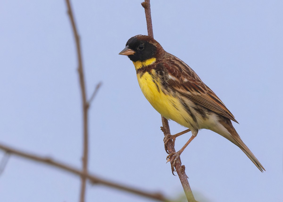 Yellow-breasted Bunting - ML561073931