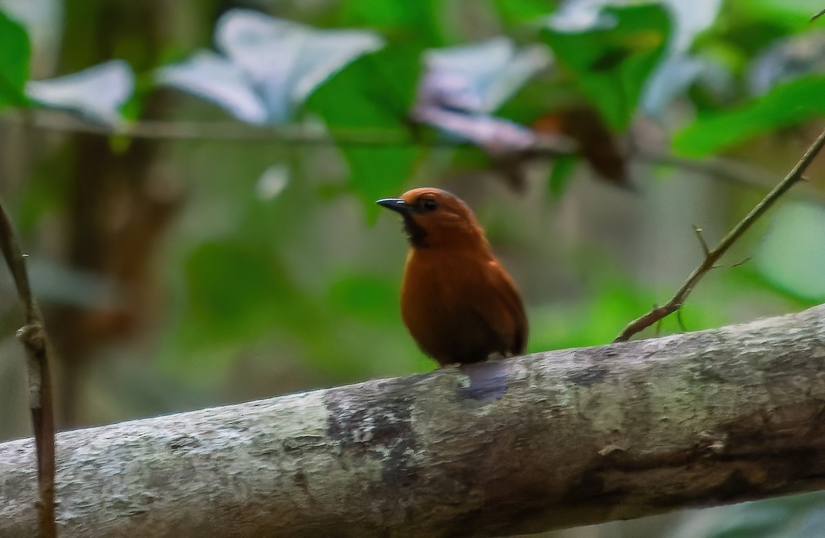 Ruddy Spinetail - Anderson  Sandro