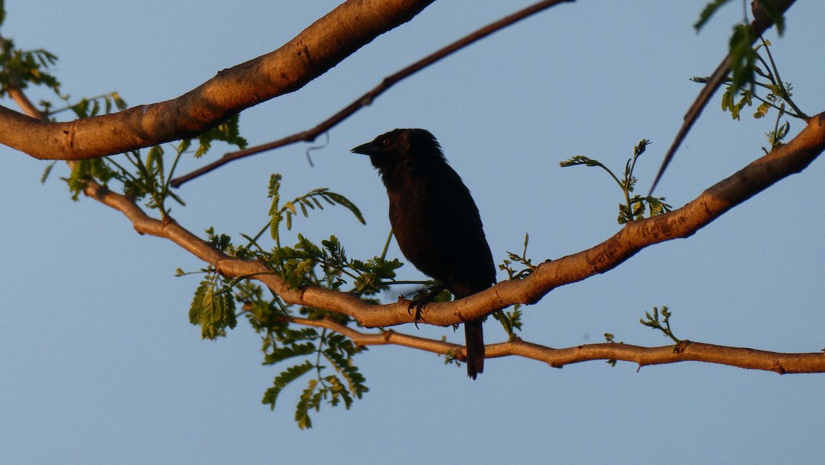 Bronzed Cowbird - Mark Burns