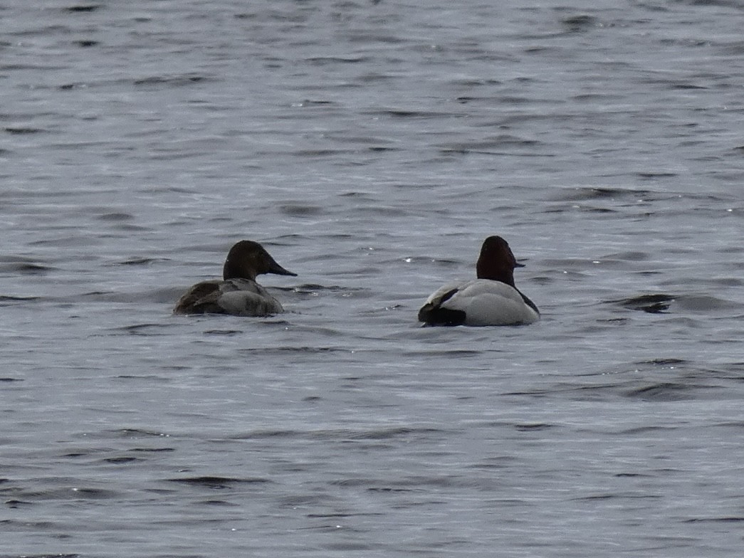 Canvasback - ML561075721