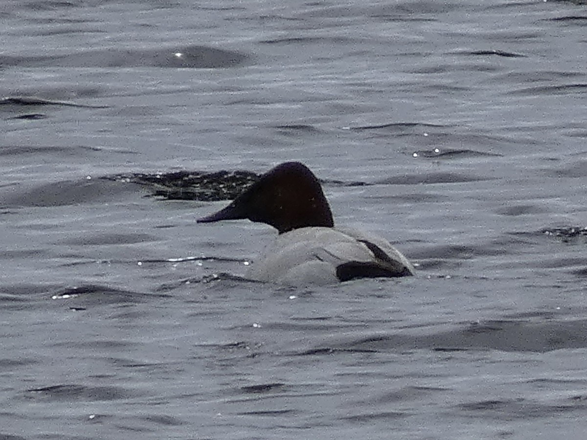 Canvasback - ML561075741