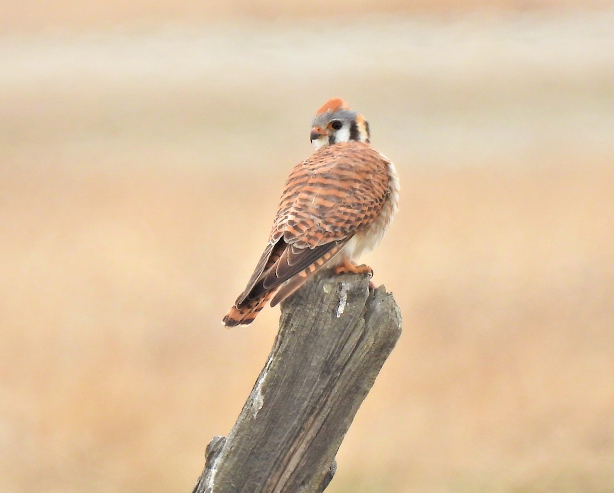 American Kestrel - ML561076121