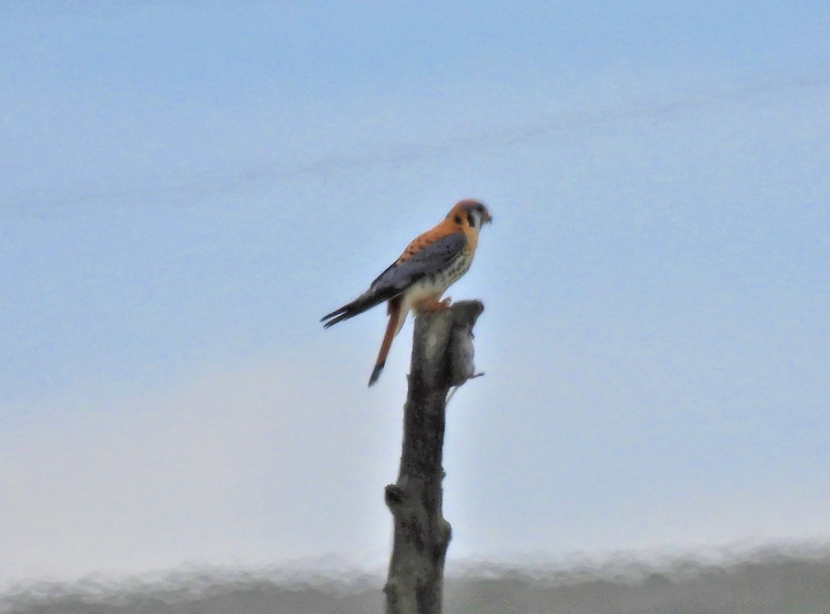 American Kestrel - ML561076141