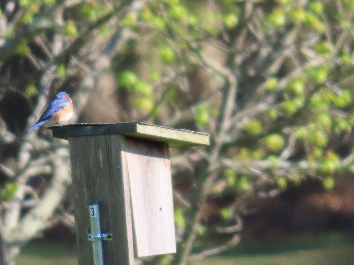 Eastern Bluebird - ML561076981