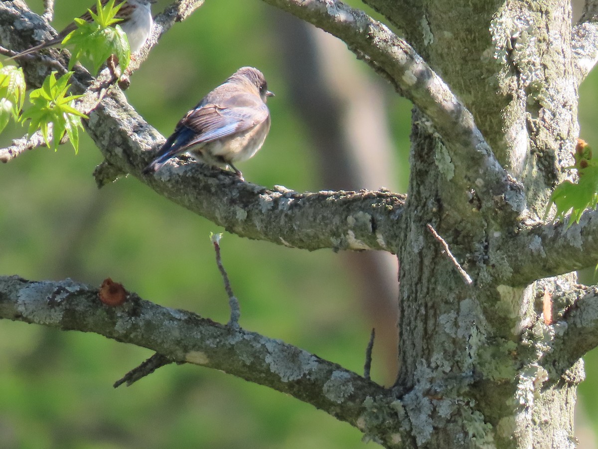 Eastern Bluebird - ML561076991