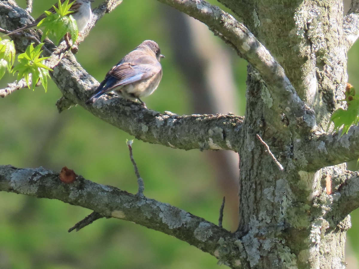 Eastern Bluebird - ML561076991