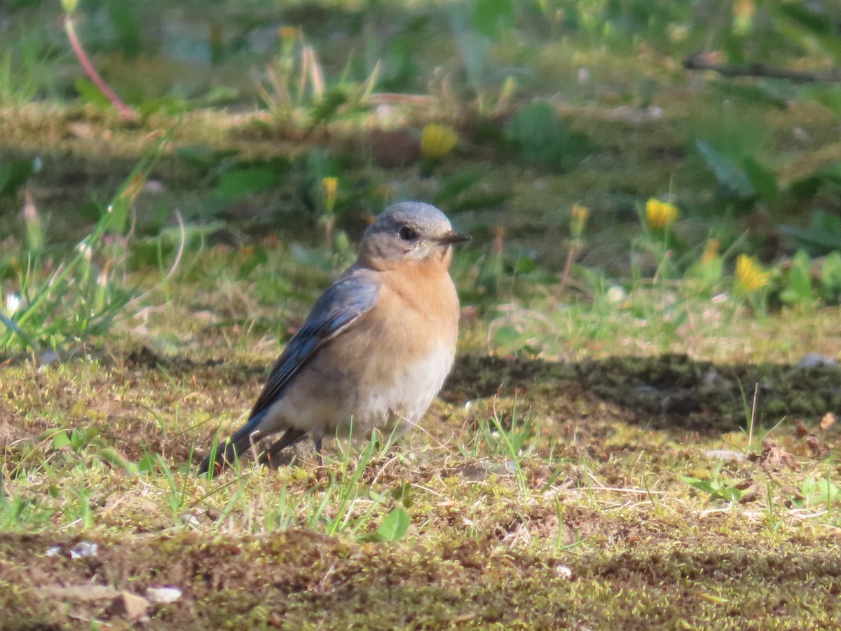 Eastern Bluebird - ML561077001