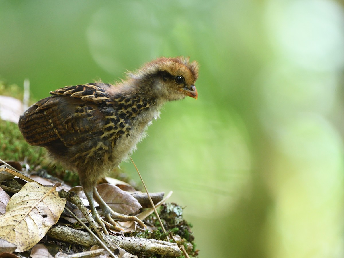 Spotted Wood-Quail - ML561078271