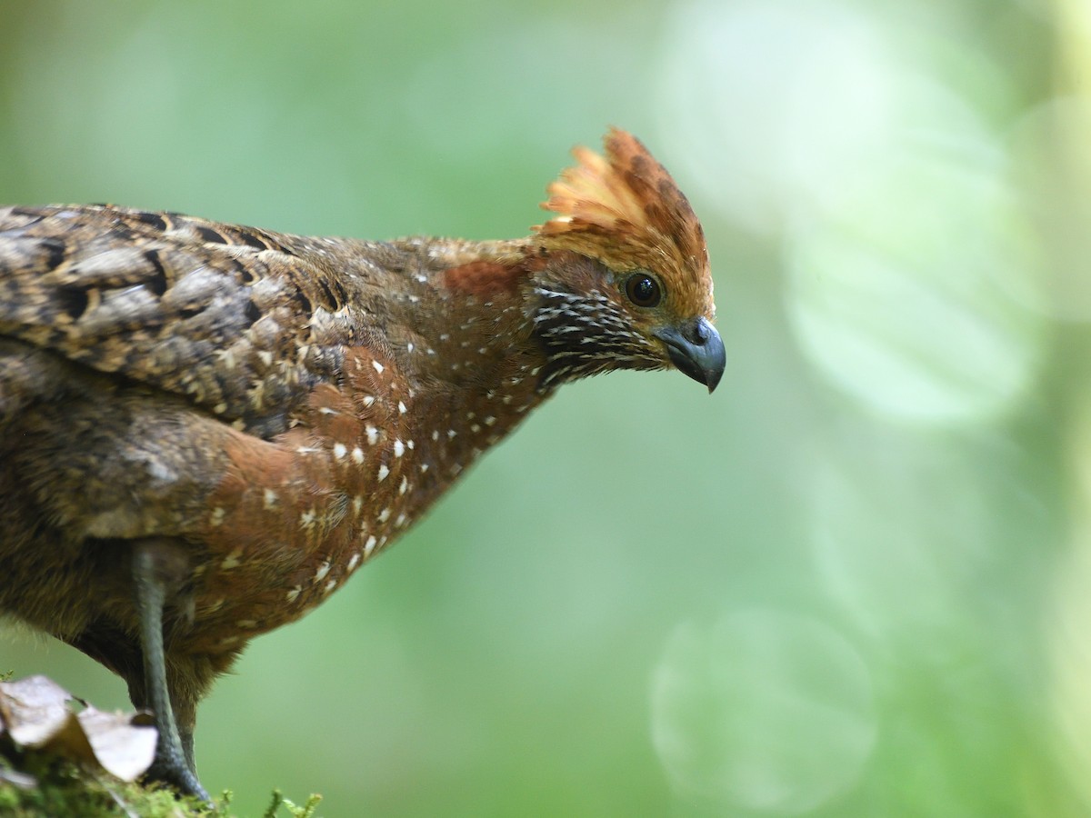 Spotted Wood-Quail - ML561078281