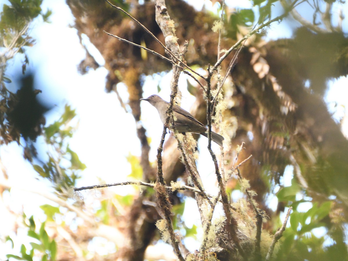 Mountain Thrush - ML561078521