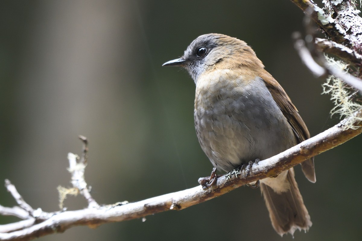 Black-billed Nightingale-Thrush - ML561079001