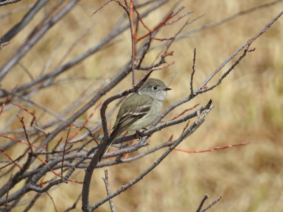 Hammond's Flycatcher - Gavin McKinnon