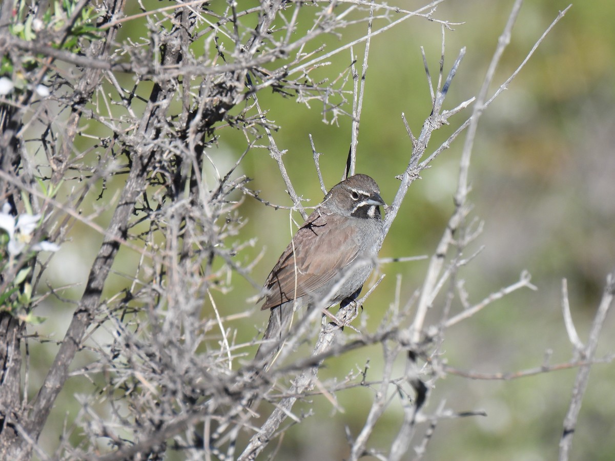 Five-striped Sparrow - ML561079481