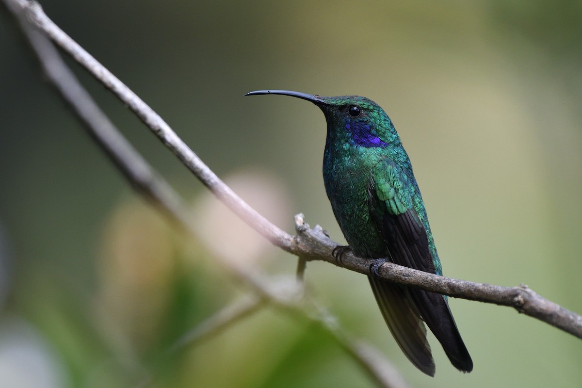 Lesser Violetear - ML561079511