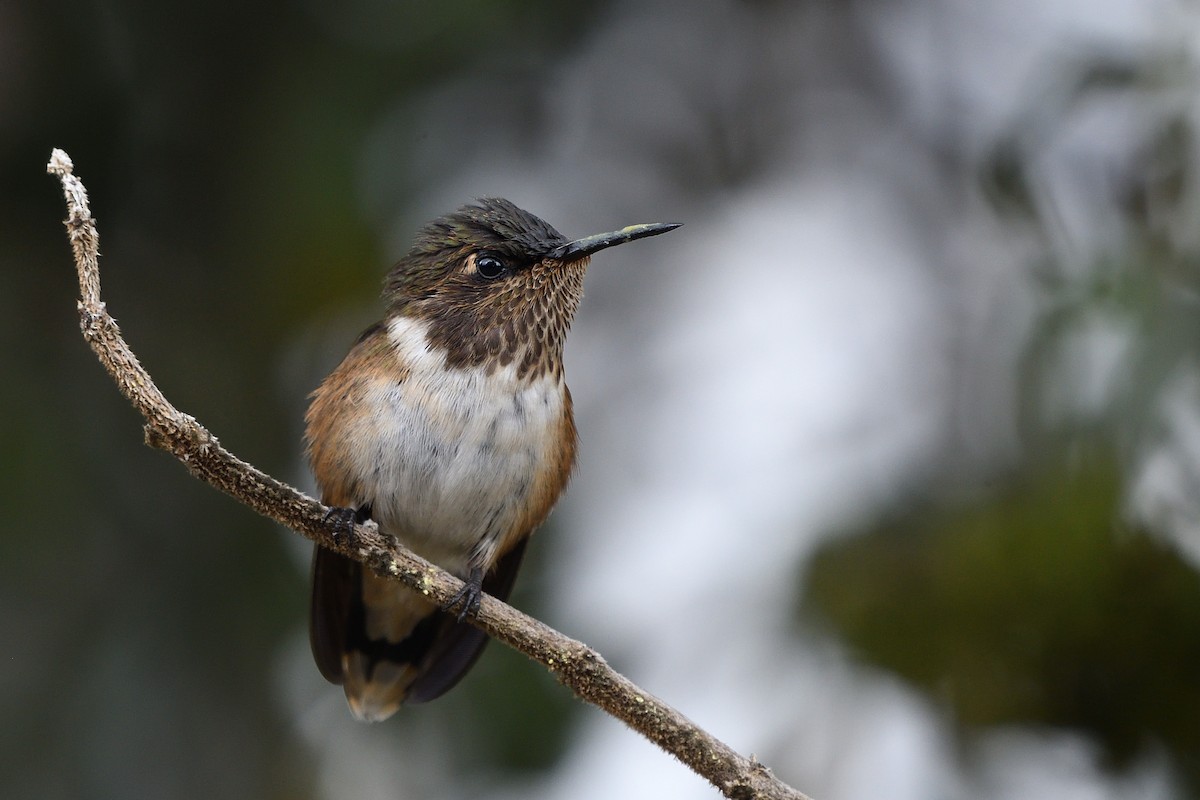 Volcano Hummingbird - Alexandre Terrigeol