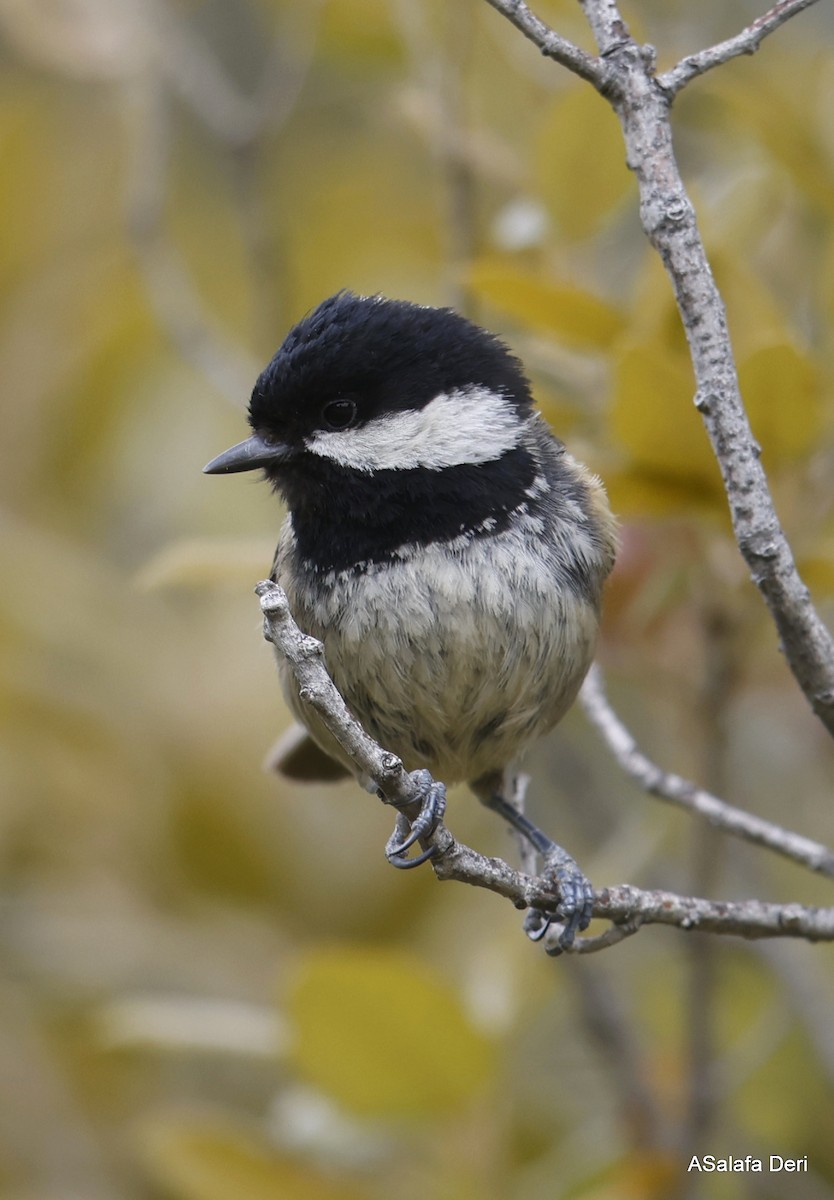 Coal Tit (Cyprus) - Fanis Theofanopoulos (ASalafa Deri) 🐐