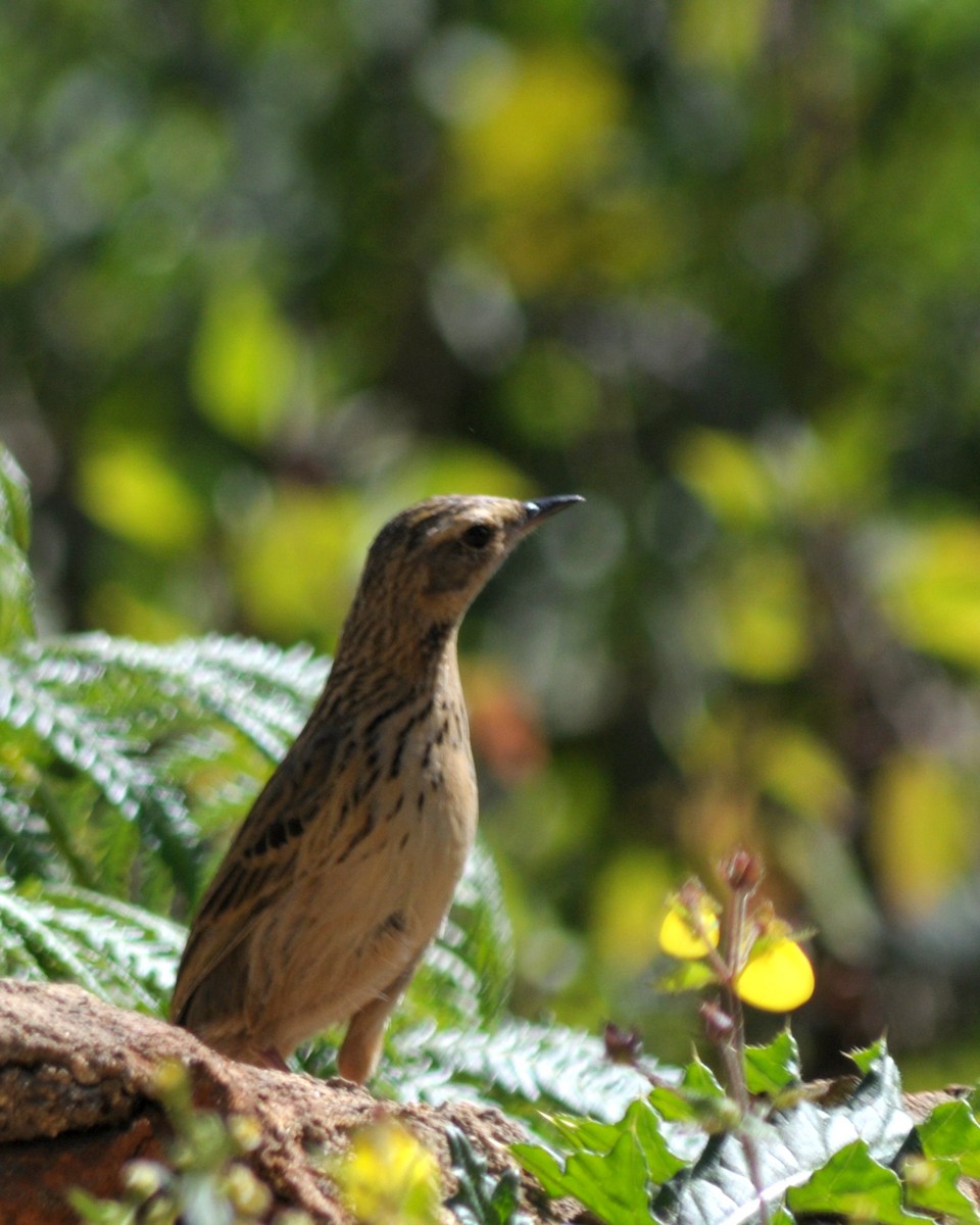 Nilgiri Pipit - ML561080031