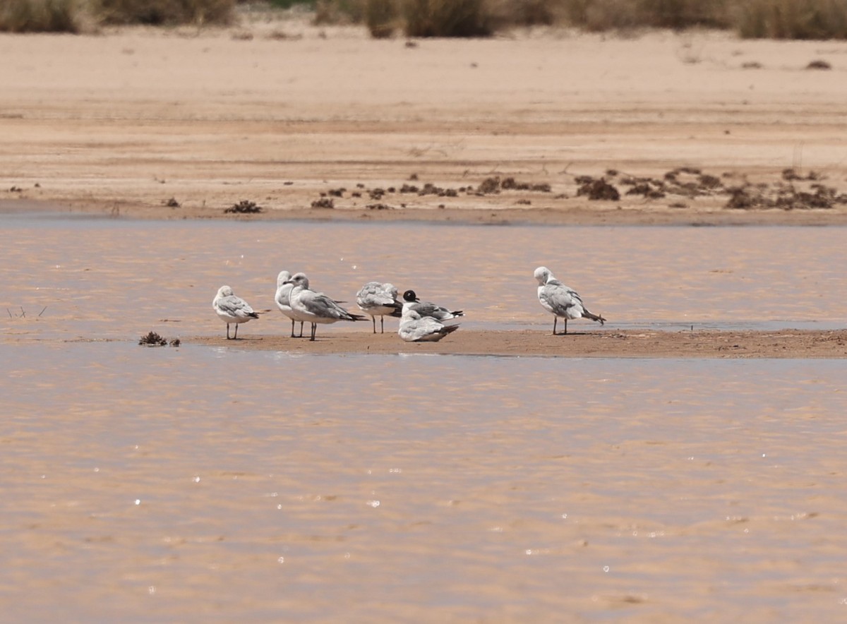 Franklin's Gull - ML561080631