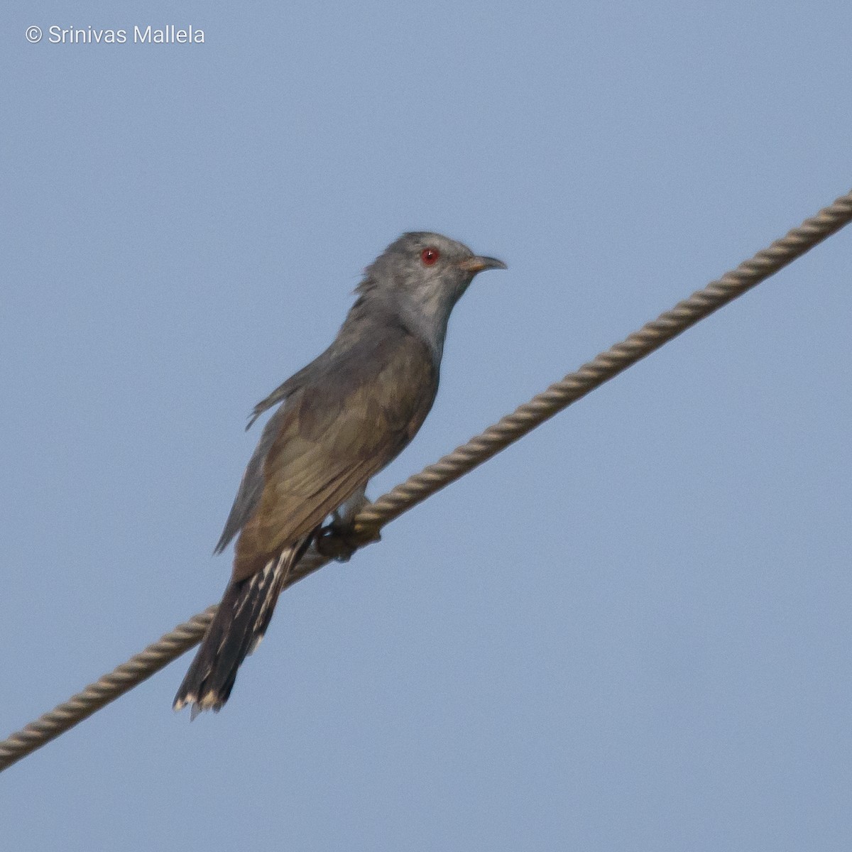 Gray-bellied Cuckoo - Srinivas Mallela