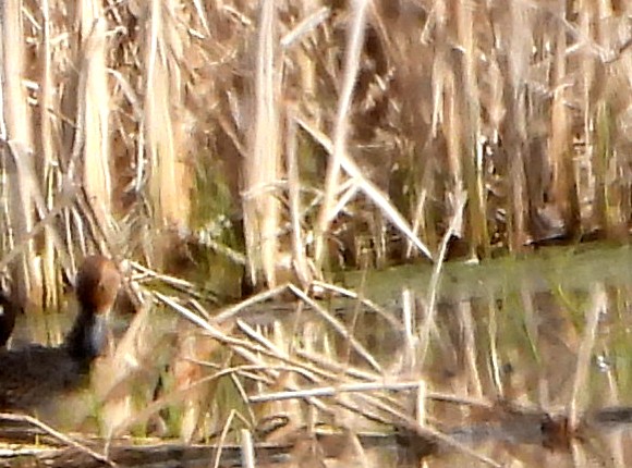 Eurasian Wigeon - ML561081841