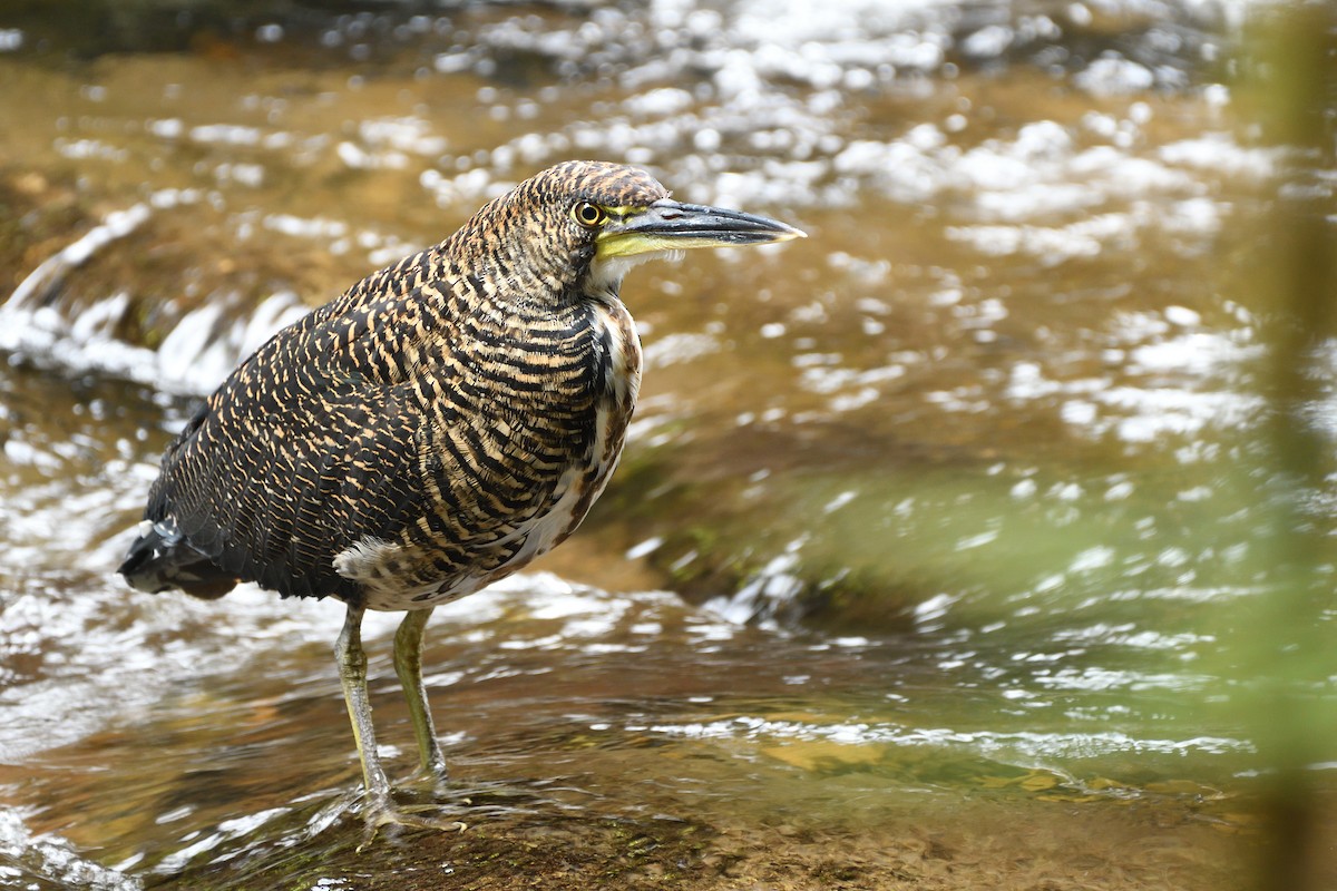 Fasciated Tiger-Heron - Alexandre Terrigeol