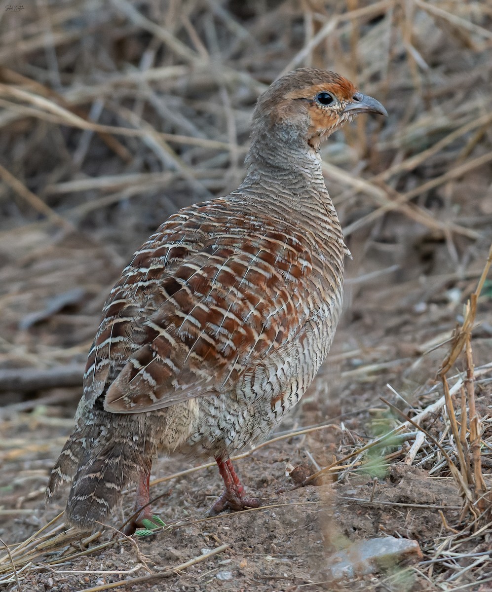 Gray Francolin - ML561082221