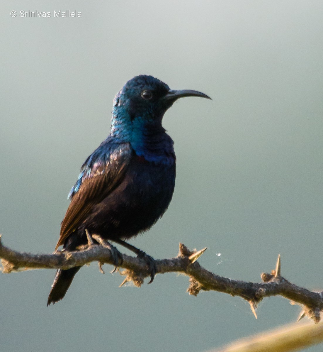 Purple Sunbird - ML561082231