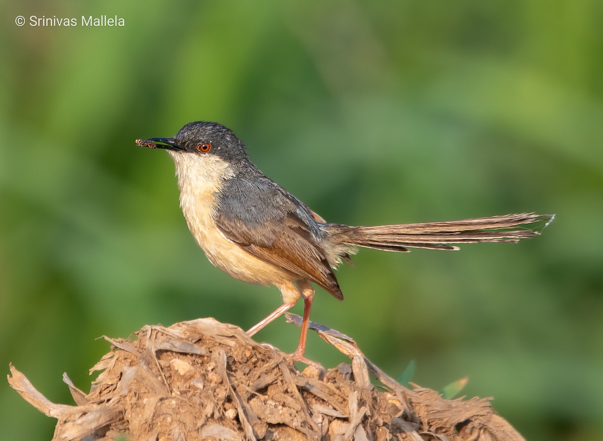 Ashy Prinia - ML561082321