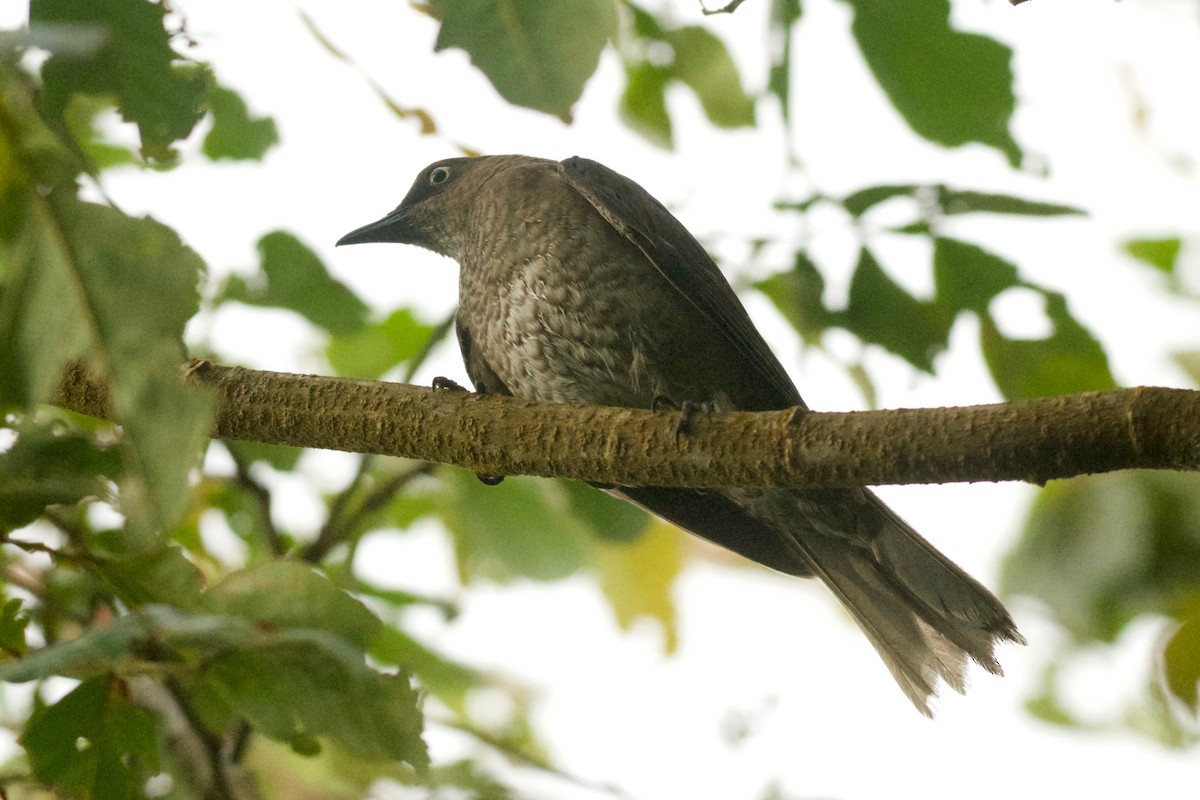 Scaly-breasted Thrasher - ML561082341