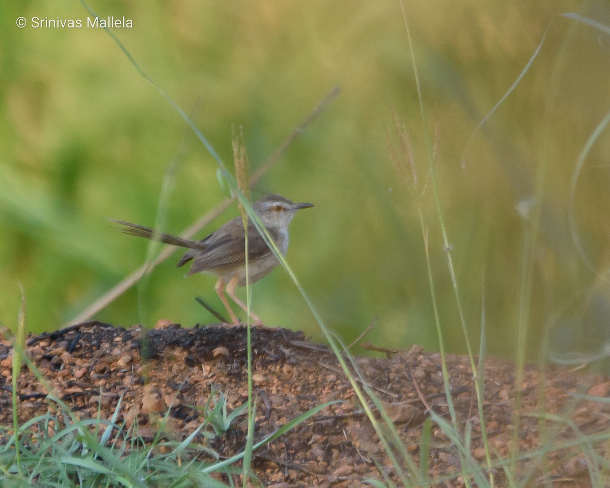 Plain Prinia - Srinivas Mallela