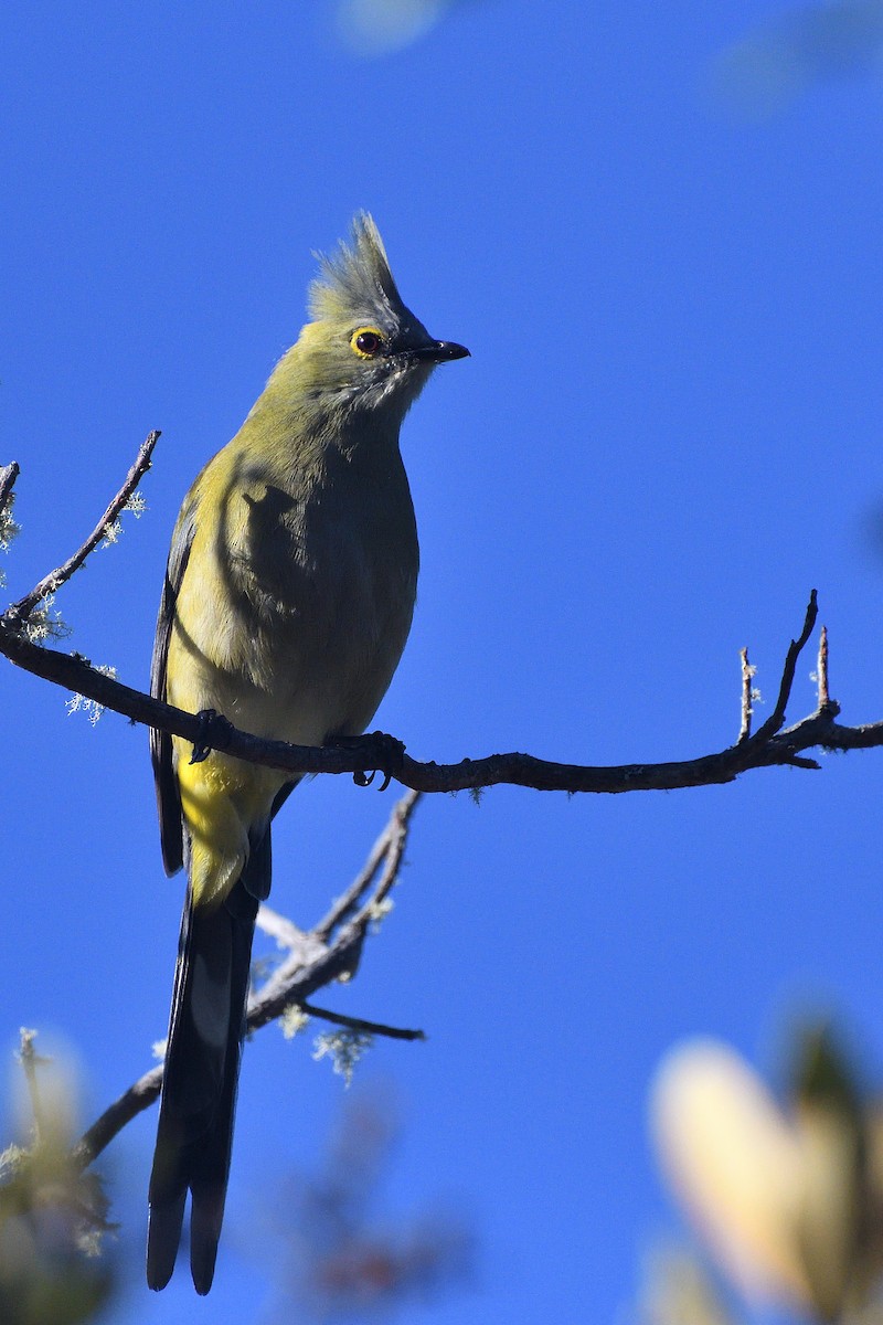 Long-tailed Silky-flycatcher - ML561082641