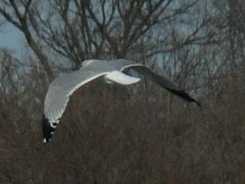 Goéland argenté - ML561082691