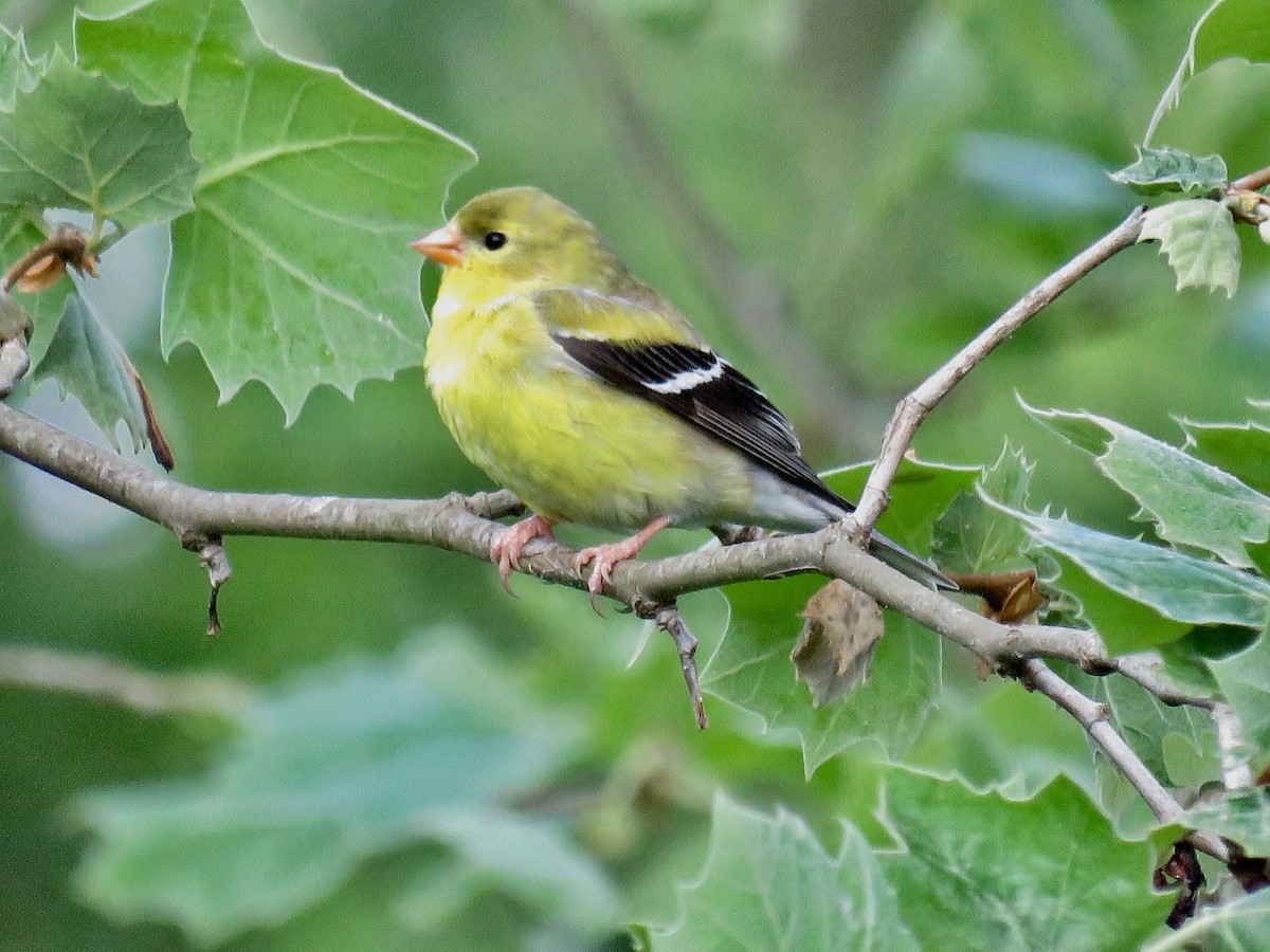 American Goldfinch - ML561082851