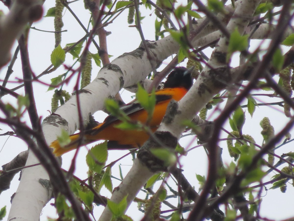 Baltimore Oriole - ML561083541