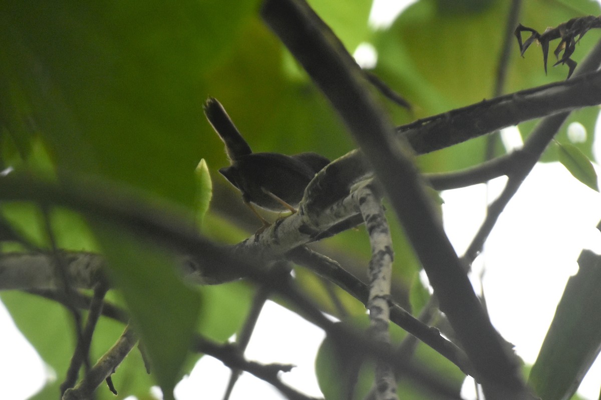 Whistling Warbler - ML561084071