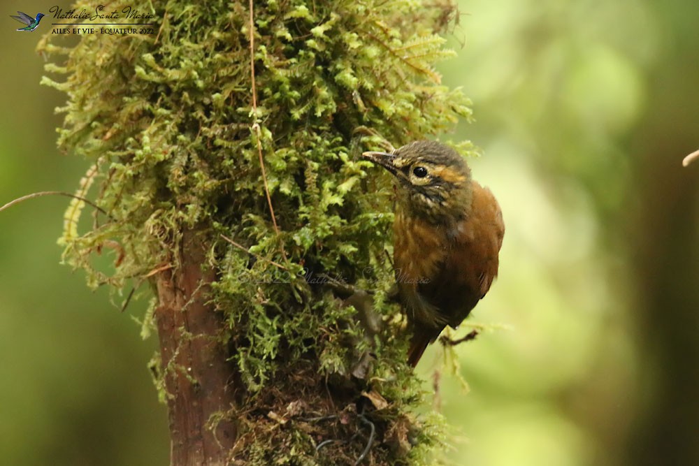 Scaly-throated Foliage-gleaner - ML561084421