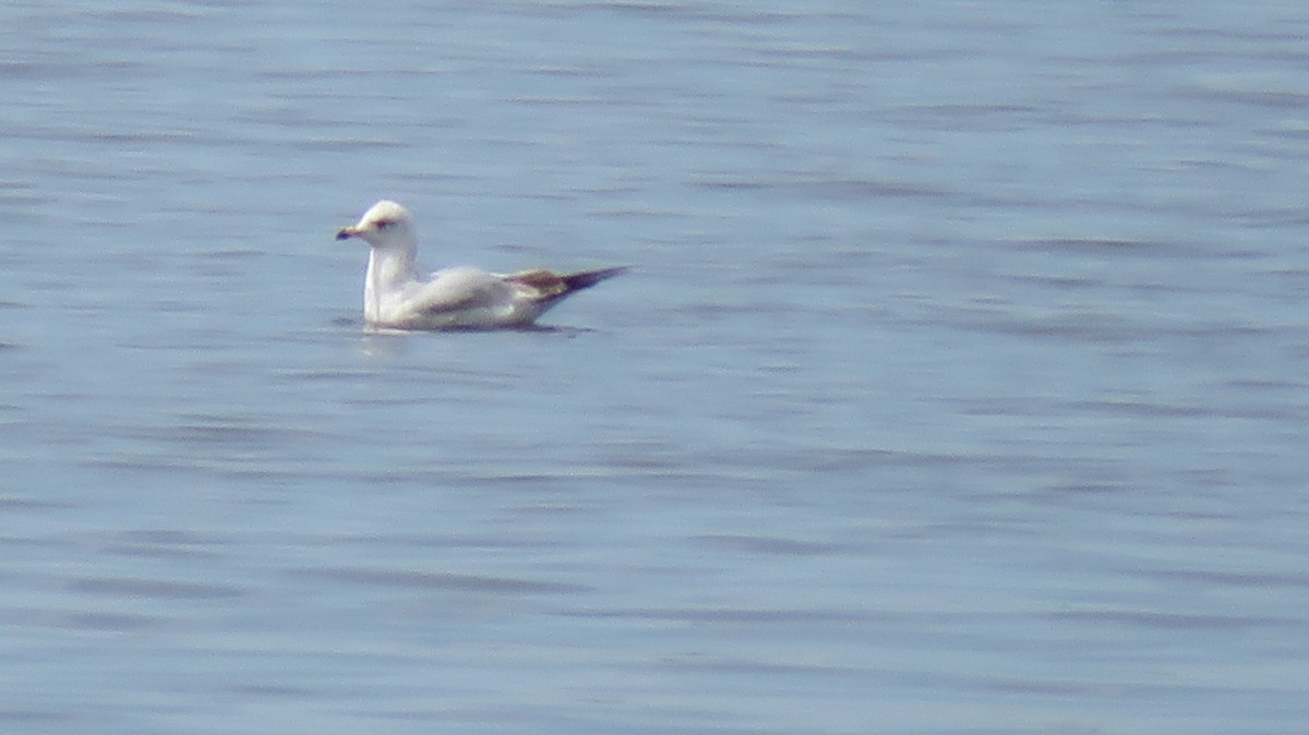 Ring-billed Gull - ML561084821
