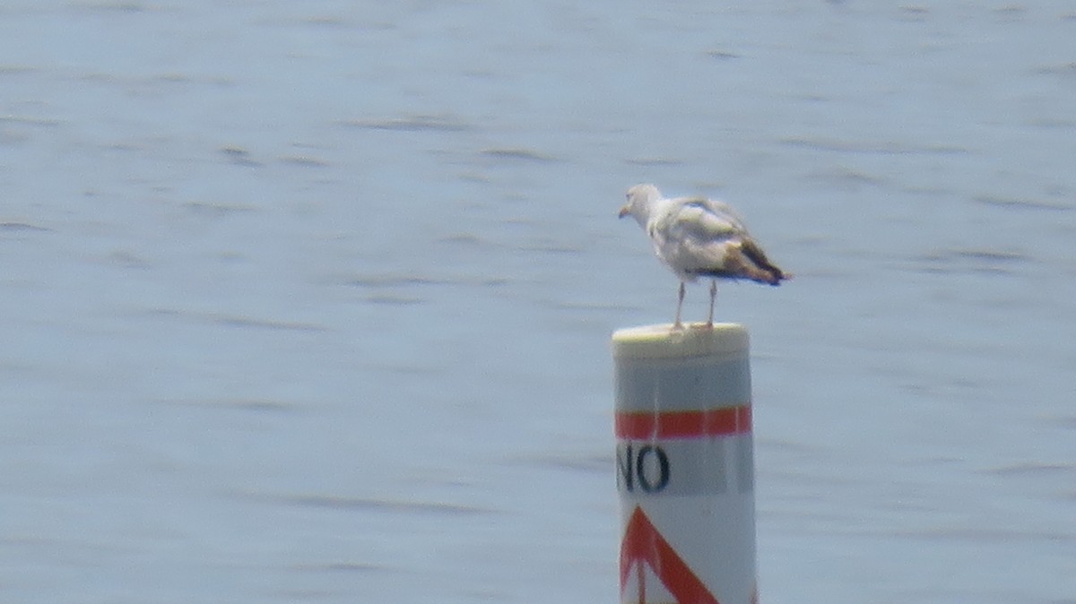 Ring-billed Gull - ML561084921