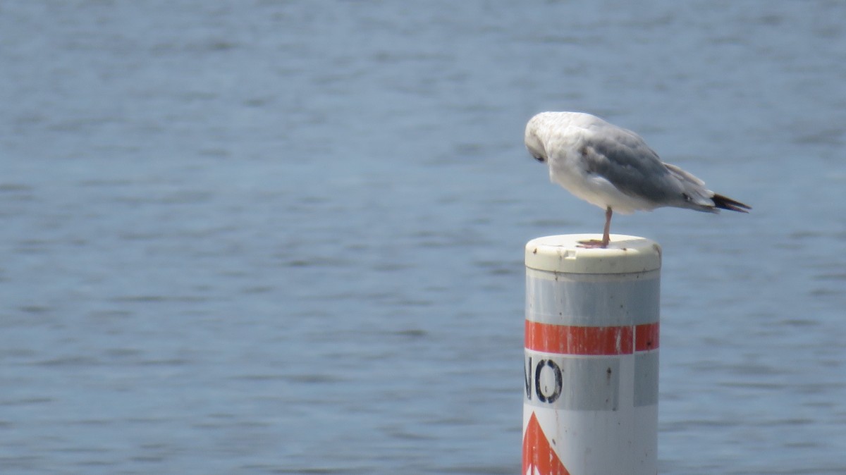 Ring-billed Gull - ML561085111