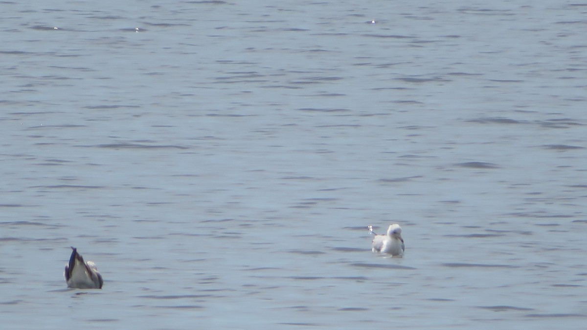 Ring-billed Gull - ML561085251