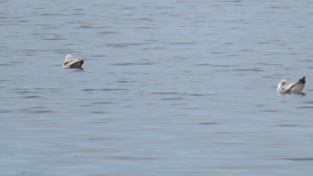 Ring-billed Gull - ML561085301