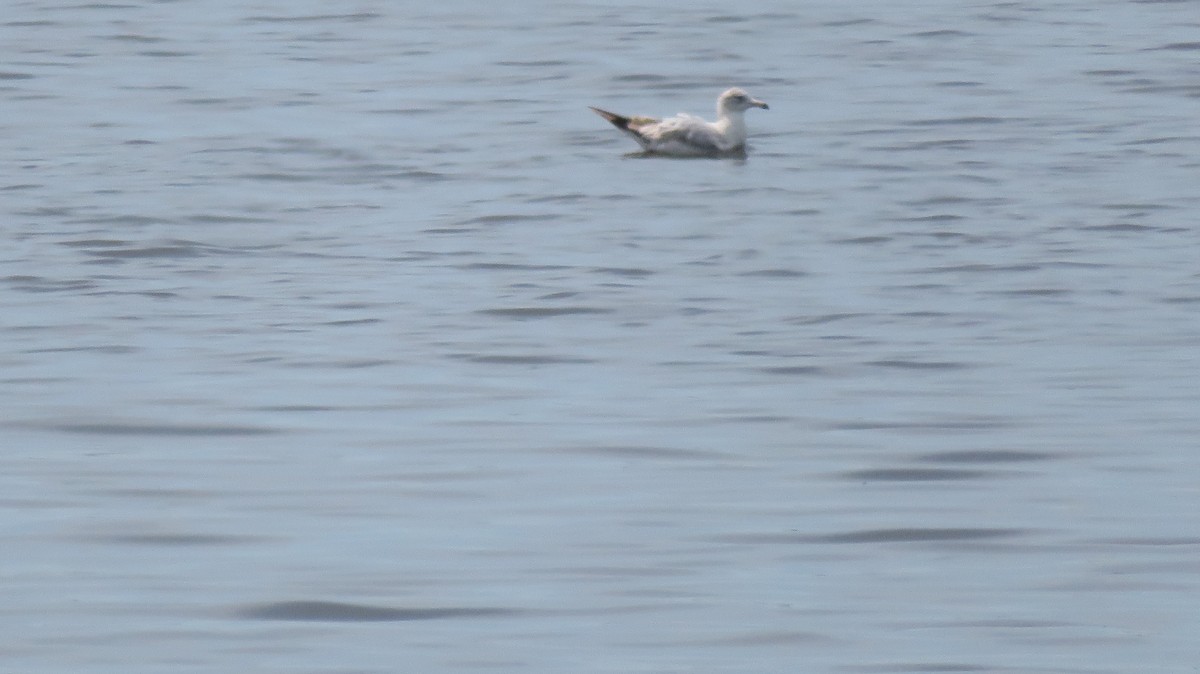 Ring-billed Gull - ML561085361