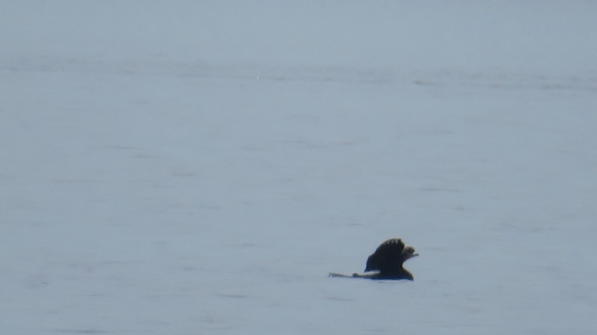 Double-crested Cormorant - ML561085491